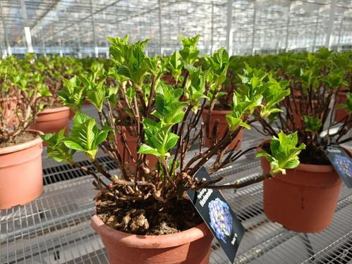 光明花博園 超級工廠助力花博會，花卉產業牛氣沖天