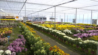 屏南高山花卉綻新姿，龍漈菊花香滿城——第三屆屏南縣高山花卉展暨龍漈菊花產品博覽會盛大開幕