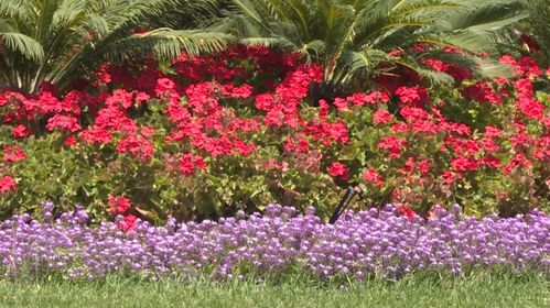 揭秘康巴什園林‘花工廠’ 城市綠肺背后的科技與匠心