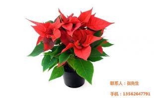 烏蘭察布盆花市場崛起 文濤花卉苗木引領優質農副產品新潮流